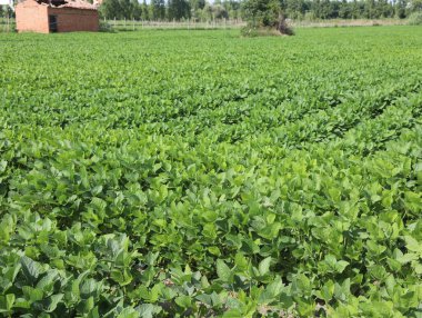 Yeşil yapraklı büyük mahsul ve eski bir çiftliğin kalıntısı.