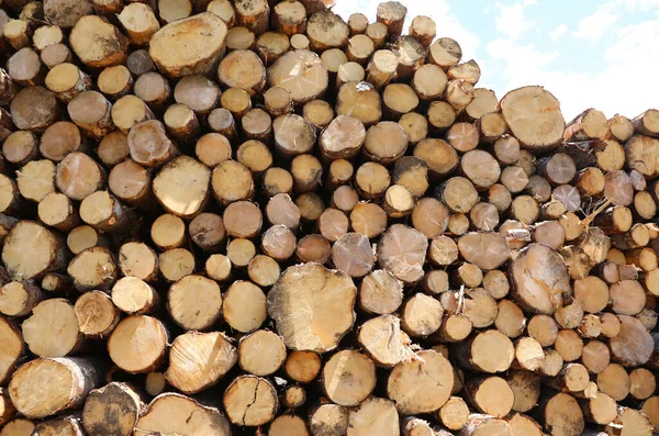 Huge Pile Many Logs Cut Lumberjacks Sawmill — Stock Photo, Image