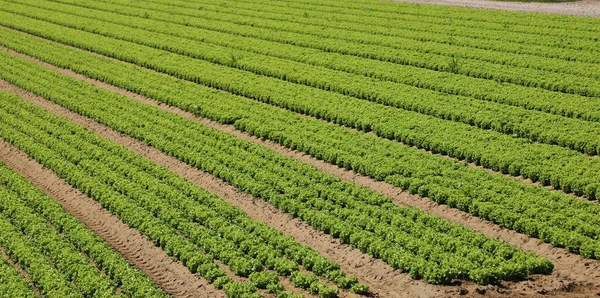 肥沃な土壌に集中的に栽培されている緑のレタス畑は — ストック写真