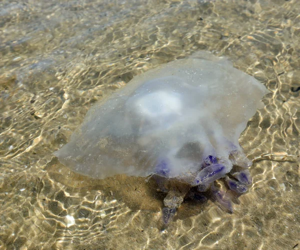 Bather Nightmare Large Jellyfish Swimming Salty Sea Water Shore — Stock Photo, Image