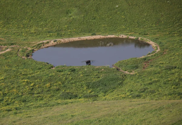 Czarna Krowa Pijąca Stawie Środku Łąki — Zdjęcie stockowe