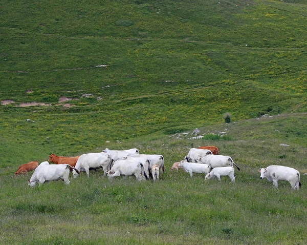 Vacche Latte Colore Bianco Marrone Pascolo Libero Nel Prato Montagna — Foto Stock