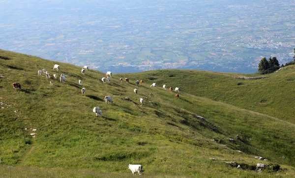 Many Dairy Cows Grazing High Hill Valley Background — Stock Photo, Image