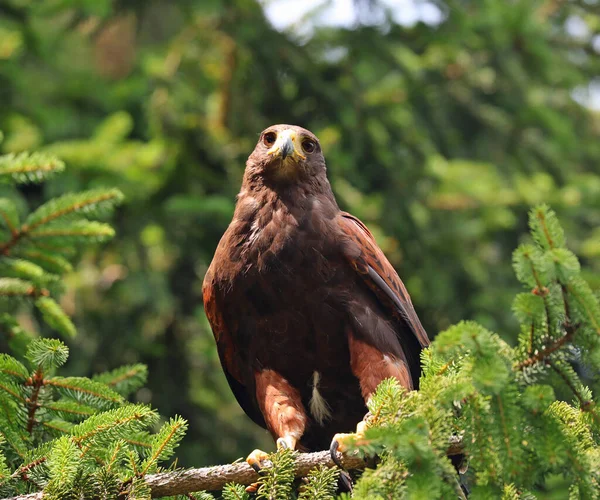 Big bird of prey called Hawk of Harris