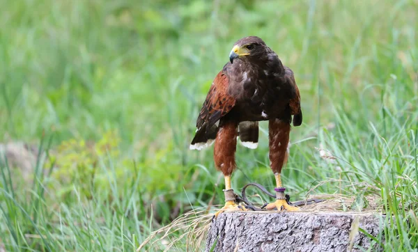 ハリスの鷹と呼ばれる獲物の大きな鳥 — ストック写真