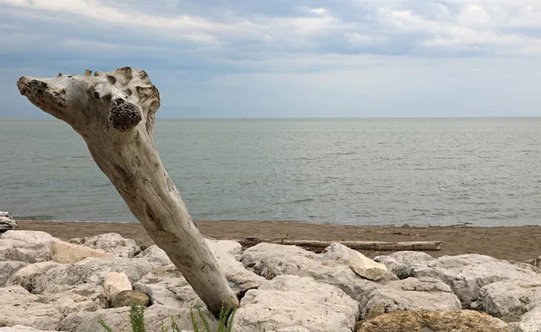 Tronco Albero Secco Modellato Dal Tempo Dal Mare Inverno — Foto Stock