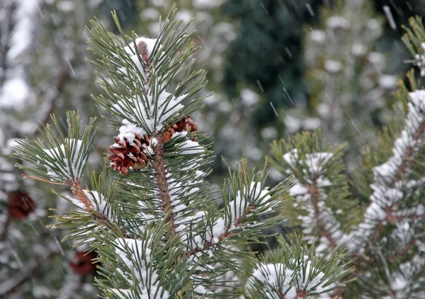 Verde pino durante la tormenta de nieve —  Fotos de Stock