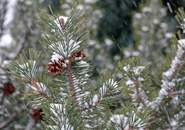 Pinheiro verde durante a tempestade de neve — Fotografia de Stock