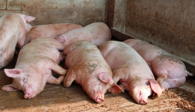 büyük domuz çiftliği arpacık