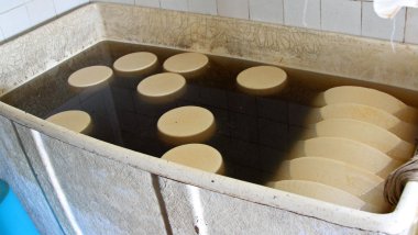 forms of cheese in a brine tank in the dairy clipart
