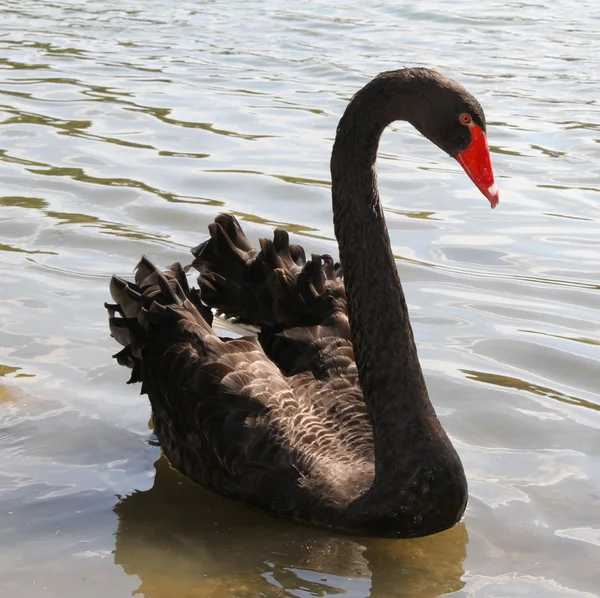 Large Swan black with thick plumage in the pond — Stock Photo, Image