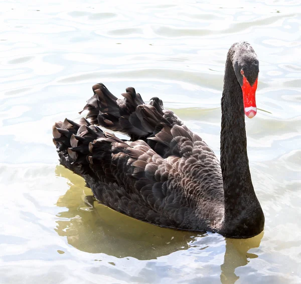 Grand cygne noir élégant avec le long cou dans l'étang — Photo