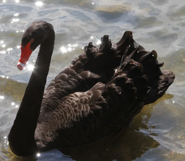 Stor svart svan i bakgrundsbelysningen i dammen — Stockfoto