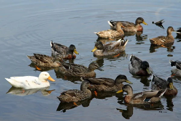 Patos na lagoa na fazenda no campo — Fotografia de Stock