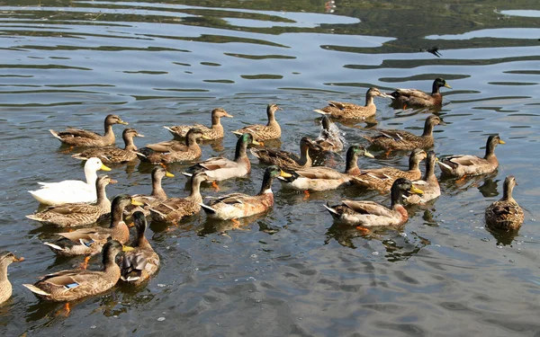 Muitos patos e gansos na lagoa na fazenda no campo — Fotografia de Stock
