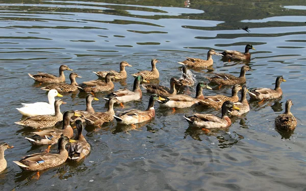 Många ankor och gäss i dammen på gården på landsbygden — Stockfoto