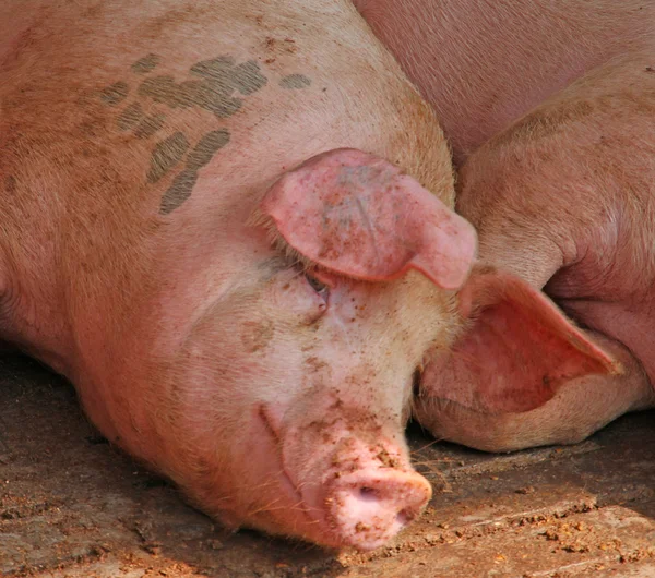 Gran cerdo rosado en la pocilga de la granja en el campo —  Fotos de Stock