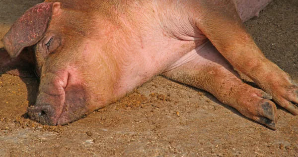 Huge pink pig in the pigsty of the farm in the countryside — Stock Photo, Image