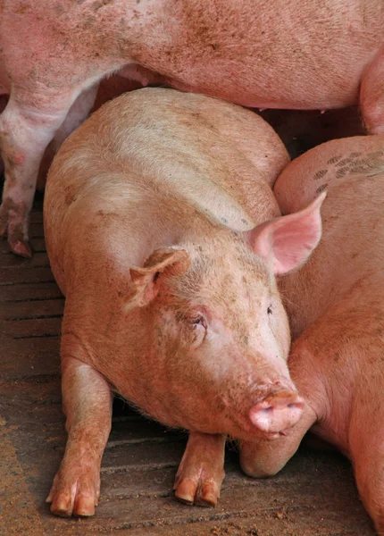 Разведение свиней в хлеву племенной фермы — стоковое фото