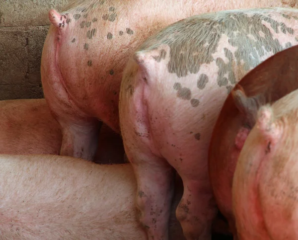 Ass pigs in the sty in animal husbandry — Stockfoto