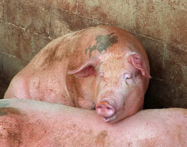 Porco na pocilga da fazenda no campo — Fotografia de Stock