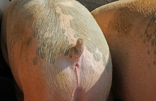 Pink ass of a pig in the sty in a country farmhouse — Stock Photo, Image