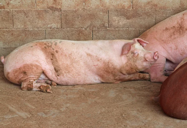 Porco rosa na pocilga da fazenda no campo — Fotografia de Stock