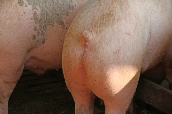 在一个国家的农舍里的猪圈里的猪的屁股 — 图库照片