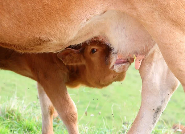 Mladí tele při pití mléka z vemene krávy — Stock fotografie