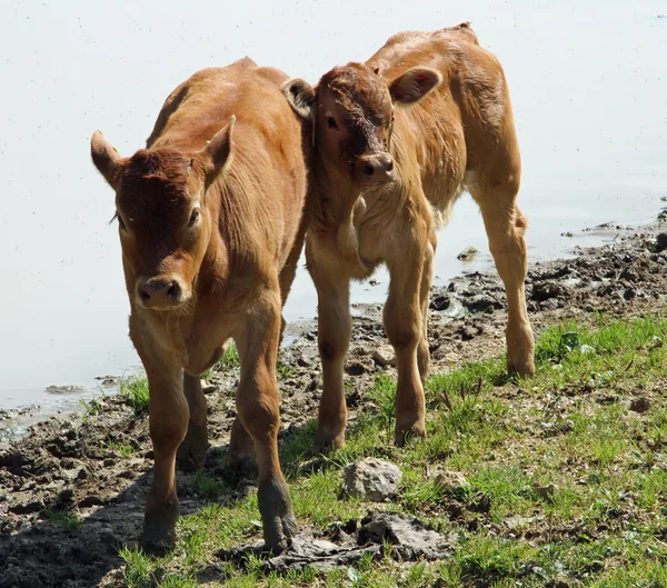 Due mucche al pascolo in montagna — Foto Stock
