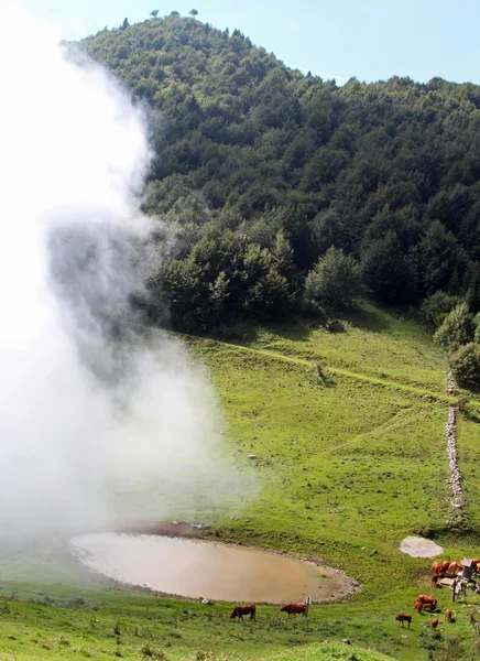 Blížící se mlha na krávy pasoucí se v horách — Stock fotografie