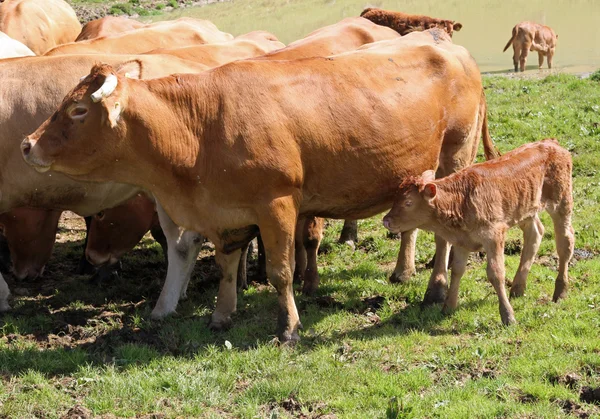 Vacas y terneros pequeños en los pastos de las montañas —  Fotos de Stock