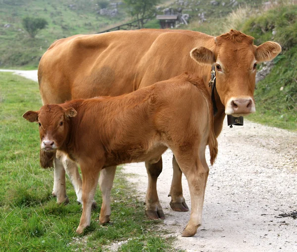 Vaca madre y su pequeño ternero en las montañas —  Fotos de Stock