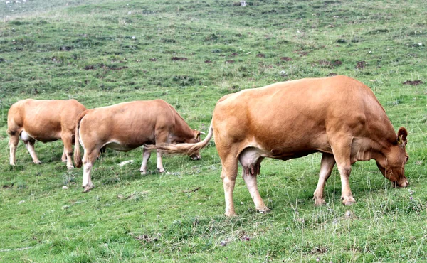Tres vacas pastando en las montañas en verano —  Fotos de Stock