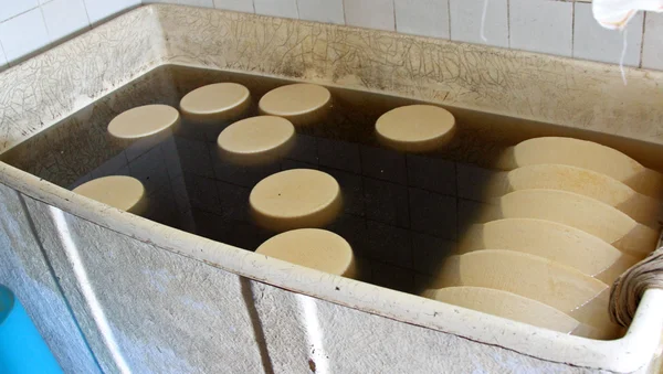 Forms of cheese in a brine tank in the dairy — Stock Photo, Image
