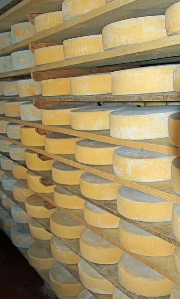 Formas de queso fresco en los lácteos de una cabaña de montaña —  Fotos de Stock