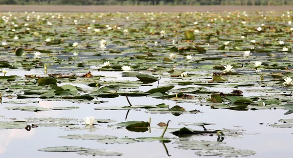 많은 백색 호수 물 lillies — 스톡 사진