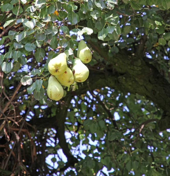 Zralé plody stromů hrušky v regionu trentino alto adige — Stock fotografie