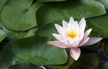 güzel nilüferler havuzda yeşil yaprakları ile