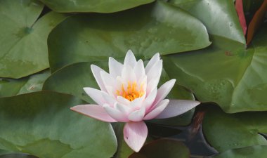 güzel nilüferler küçük göle yeşil yaprakları ile