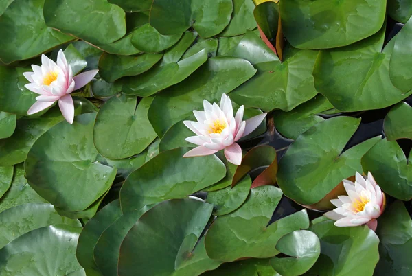 湖の緑の葉と 3 つの美しい睡蓮 — ストック写真