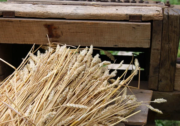 Monte de talos de trigo com a máquina velha para coletar sementes — Fotografia de Stock