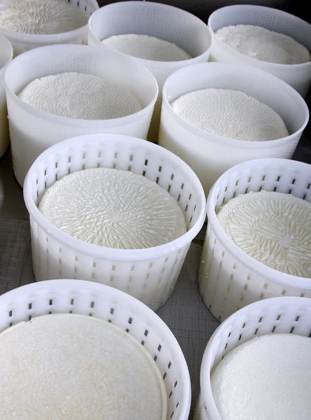 Ricotta cheese baskets just produced in dairy — Stock Photo, Image