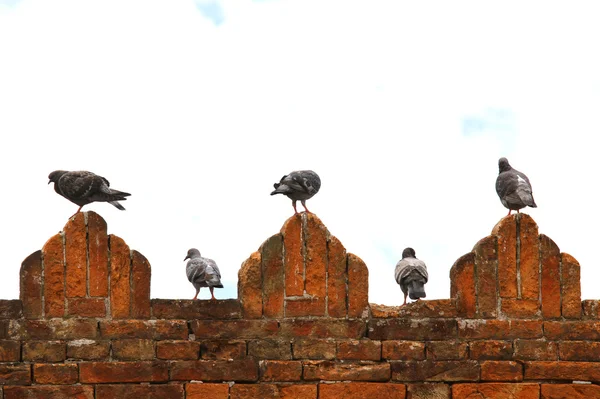 Pombos e pombas em torres de parede do castelo — Fotografia de Stock