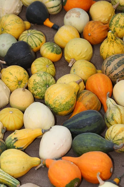 Abóboras verdes e laranja à venda no mercado — Fotografia de Stock