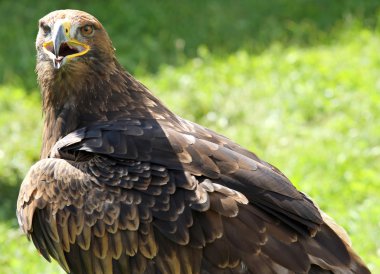 Altın Kartal gagası sarı ve parlak gözleri