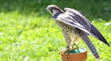 Peregrine falcon bir sehpa üzerinde tünemiş