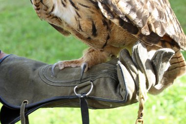 Eagle bir sehpa üzerinde kuşlar PR bir gösteri sırasında tünemiş.