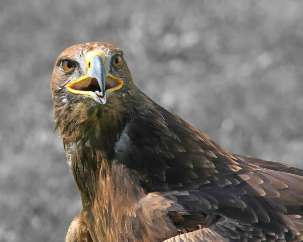 Águila posada en un caballete durante una demostración de aves de pr —  Fotos de Stock