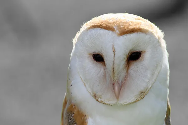 灰色の背景に素晴らしい悲しい納屋フクロウ — ストック写真